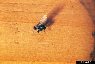 native holly leafminer, Phytomyza ilicicola  (Diptera: Agromyzidae) - 1543920