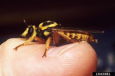 robber flies,    (Diptera: Asilidae) - 1543981