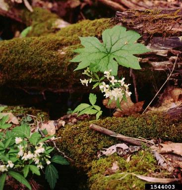 slender toothwort, Cardamine angustata  (Capparales: Brassicaceae) - 1544003