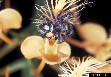 daring jumping spider, Phidippus audax  (Araneae: Salticidae) - 1544034