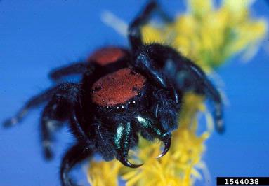 cardinal jumper, Phidippus cardinalis  (Araneae: Salticidae) - 1544038