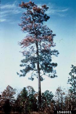 small southern pine engraver (Ips avulsus ) on longleaf pine (Pinus palustris ) - 1546001