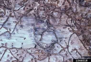 southern pine beetle, Dendroctonus frontalis  (Coleoptera: Curculionidae) - 1546018