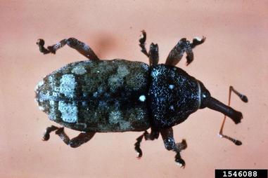 eastern pine weevil, Pissodes nemorensis  (Coleoptera: Curculionidae) - 1546088