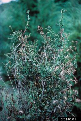 Eriophyid mite,    (Acari: Eriophyidae) - 1546109