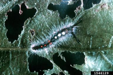 live oak tussock moth, Orgyia detrita  (Lepidoptera: Lymantriidae) - 1546129