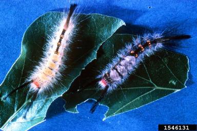 live oak tussock moth, Orgyia detrita  (Lepidoptera: Lymantriidae) - 1546131