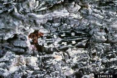 large flat-headed pine heartwood borer, Chalcophora virginiensis  (Coleoptera: Buprestidae) - 1546136