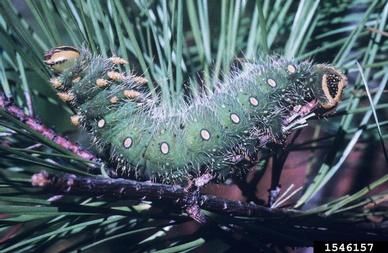 imperial moth (Eacles imperialis ) on loblolly pine (Pinus taeda ) - 1546157