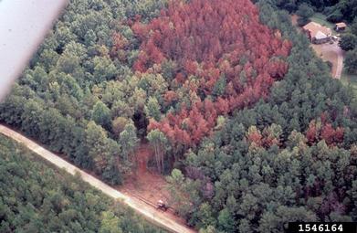 southern pine beetle, Dendroctonus frontalis  (Coleoptera: Curculionidae) - 1546164