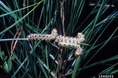 redheaded pine sawfly (Neodiprion lecontei ) on loblolly pine (Pinus taeda ) - 1546203