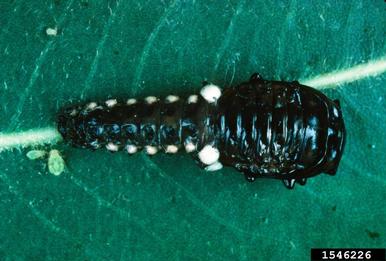 cottonwood leaf beetle, Chrysomela scripta  (Coleoptera: Chrysomelidae) - 1546226