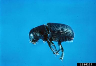 southern pine beetle, Dendroctonus frontalis  (Coleoptera: Curculionidae) - 1546227