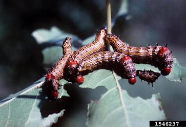 red-humped caterpillar moth (Schizura concinna ) on sweetgum (Liquidambar spp. ) - 1546237
