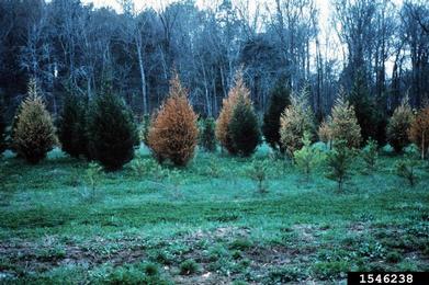 flooding/high water (  ) on Leyland cypress (x Cupressocyparis leylandii ) - 1546238
