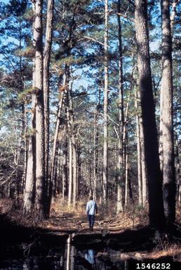 southern pine beetle, Dendroctonus frontalis  (Coleoptera: Curculionidae) - 1546252