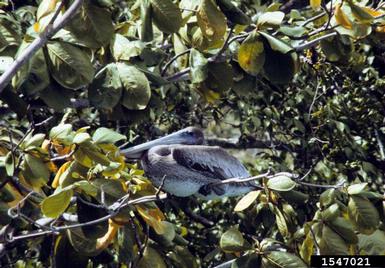 brown pelican, Pelecanus occidentalis  (Ciconiiformes: Pelecanidae) - 1547021