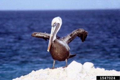 brown pelican, Pelecanus occidentalis  (Ciconiiformes: Pelecanidae) - 1547024