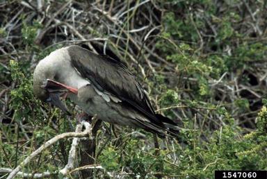 red-footed booby, Sula sula  (Ciconiiformes: Sulidae) - 1547060