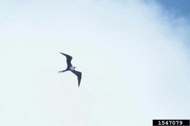 Magnificent Frigatebird, Fregata magnificens  (Ciconiiformes: Fregatidae) - 1547079
