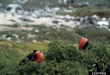 Magnificent Frigatebird, Fregata magnificens  (Ciconiiformes: Fregatidae) - 1547084