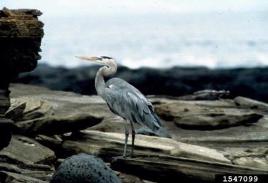 great blue heron, Ardea herodias  (Ciconiiformes: Ardeidae) - 1547099