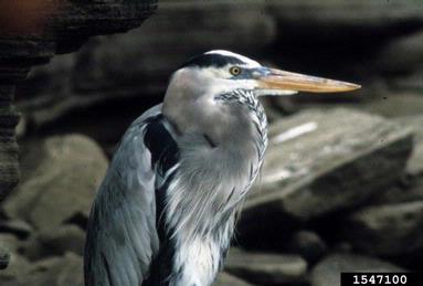 great blue heron, Ardea herodias  (Ciconiiformes: Ardeidae) - 1547100