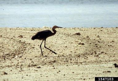 reddish egret, Egretta rufescens  (Ciconiiformes: Ardeidae) - 1547103