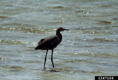 reddish egret, Egretta rufescens  (Ciconiiformes: Ardeidae) - 1547104