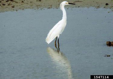 snowy egret, Egretta thula  (Ciconiiformes: Ardeidae) - 1547114