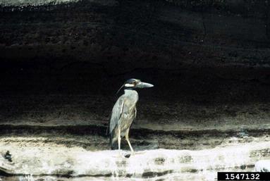 yellow-crowned night-heron, Nyctanassa violacea  (Ciconiiformes: Ardeidae) - 1547132