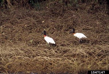 Jabiru storks, Jabiru mycteria  (Ciconiiformes: Ciconiidae) - 1547147
