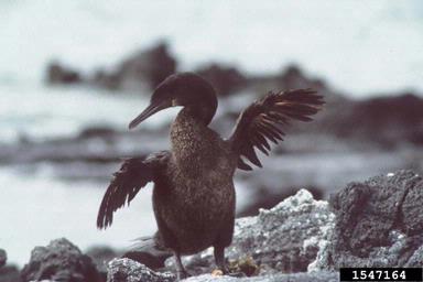 flightless cormorant, Phalacrocorax harrisi  (Ciconiiformes: Phalacrocoracidae) - 1547164