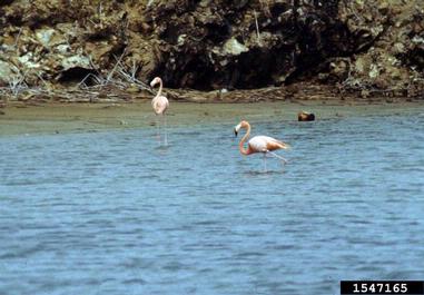 greater flamingo, Phoenicopterus ruber  (Ciconiiformes: Phoenicopteridae) - 1547165