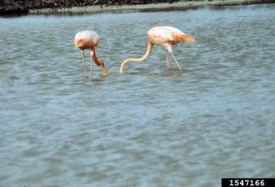 greater flamingo, Phoenicopterus ruber  (Ciconiiformes: Phoenicopteridae) - 1547166