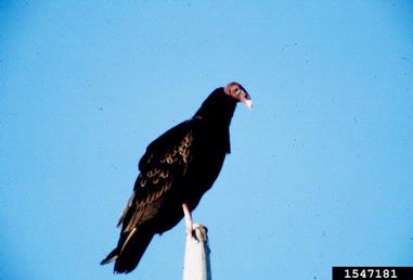 turkey vulture, Cathartes aura  (Ciconiiformes: Ciconiidae) - 1547181
