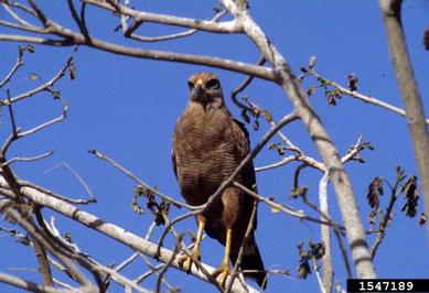 Savanna Hawk, Buteogallus meridionalis  (Ciconiiformes: Accipitridae) - 1547189