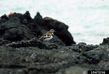 ruddy turnstone, Arenaria interpres  (Ciconiiformes: Scolopacidae) - 1547234