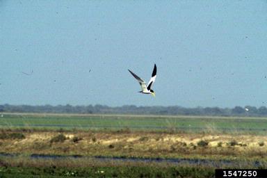 yellow-billed tern, Sterna superciliaris  (Ciconiiformes: Laridae) - 1547250