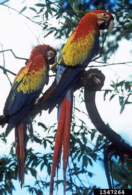 scarlet macaw, Ara macao  (Psittaciformes: Psittacidae) - 1547264