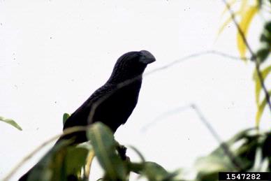 Smooth-billed Ani, Crotophaga ani  (Cuculiformes: Cuculidae) - 1547282