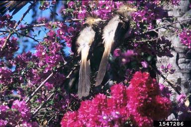 Guira Cuckoo, Guira guira  (Cuculiformes: Cuculidae) - 1547286