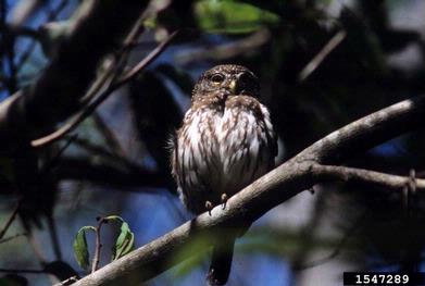 Ferruginous Pygmy Owl, Glaucidium brasilianum  (Strigiformes: Strigidae) - 1547289