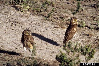 Burrowing Owl, Athene cunicularia  (Strigiformes: Strigidae) - 1547294