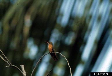 Cinnamon Hummingbird, Amazilia rutila  (Trochiliformes: Trochilidae) - 1547313