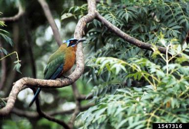 Blue-crowned Motmot, Momotus momota  (Coraciiformes: Momotidae) - 1547316