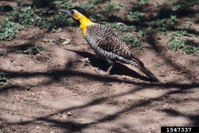 Campo Flicker, Colaptes campestris  (Piciformes: Picidae) - 1547337