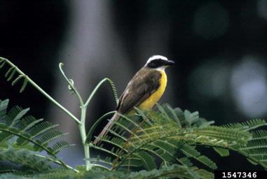 Boat-billed Flycatcher, Megarynchus pitangua  (Passeriformes: Tyrannidae) - 1547346