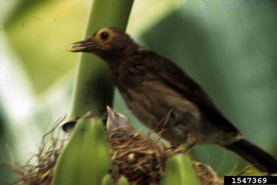 bare-eyed thrush, Turdus nudigenis  (Passeriformes: Turdidae) - 1547369
