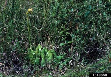 purple pitcherplant, Sarracenia purpurea  (Nephenthales: Sarraceniaceae) - 1548008